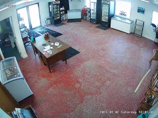 Veado 'invade' talho no estado norte-americano do Minnesota. Veja o vídeo