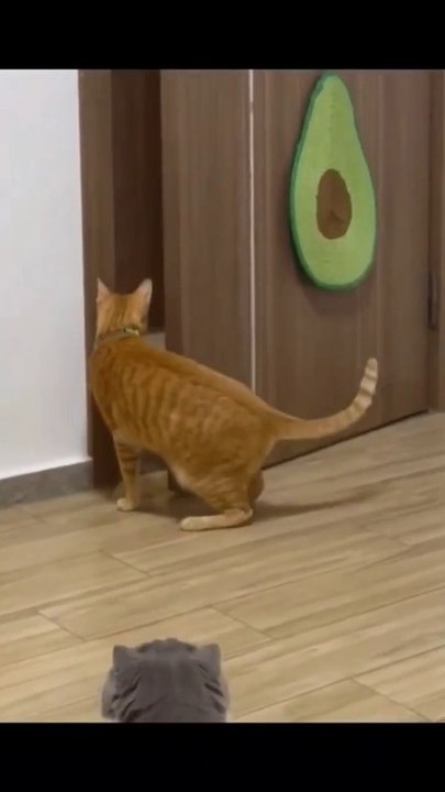 # funny pets videos compilation    #funny #shorts #animals #cats #funnyshorts #funny_moments #pets