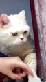 funny cats videos compilation   #funny #shorts #animals #cats #funnyshorts #funny_moments
