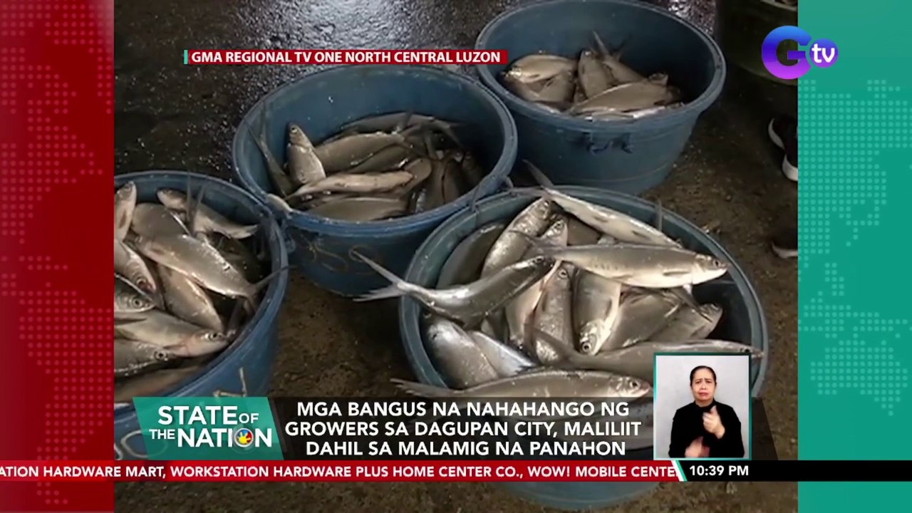 Mga bangus na nahahango ng growers sa Dagupan City, maliliit dahil sa malamig na panahon | SONA