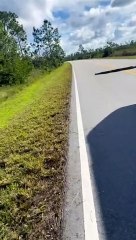 Vídeo. Pitão birmanesa de quase cinco metros atravessa estrada na Florida