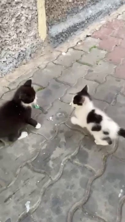 Cat combat with another cats 