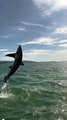 Thresher shark in Cardigan Bay