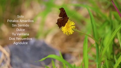 MÚSICA PARA RELAJARSE, Dormir, Descansar, Aliviar el Stress. DULCE.