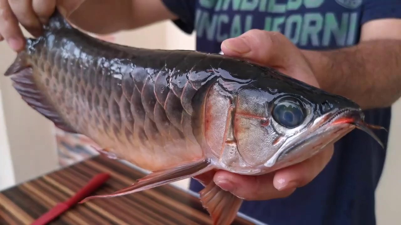 AROWANA or ARWANA SUPER RED _ THE MOST EXPENSIVE FISH  FRIED SWEET AND SOUR INDONESIAN FOOD