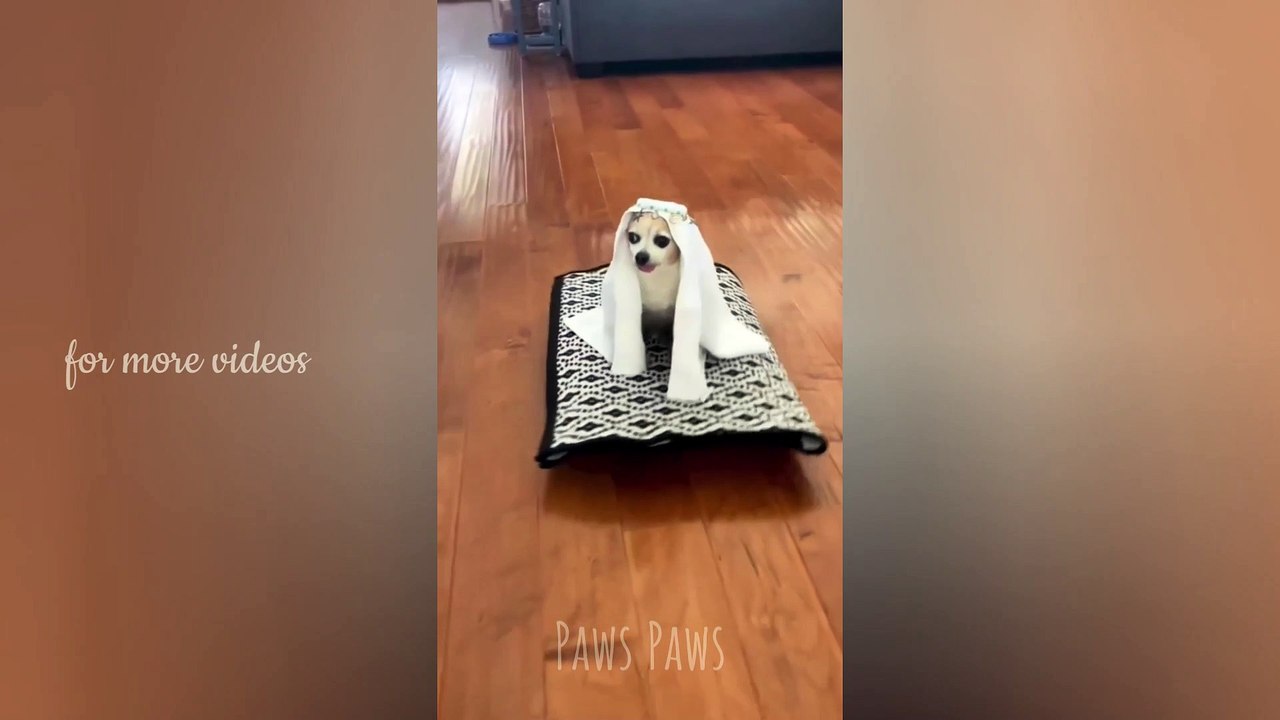 Funniest cats and dogs