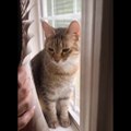 Funniest Cats Compilation #20 Don't try to hold back Laughter