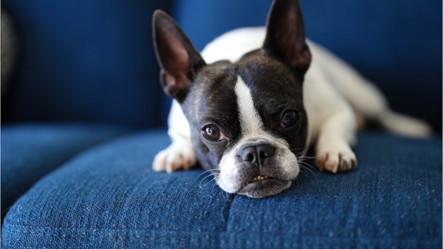 A dog with bleeding sores and ‘in agony’ from pain was dumped by a callous owner