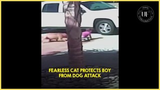 Brave cat just released its inner lion protecting this little boy’s life  