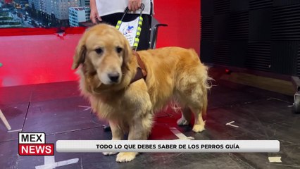 TODO LO QUE DEBES SABER DE LOS PERROS GUÍA