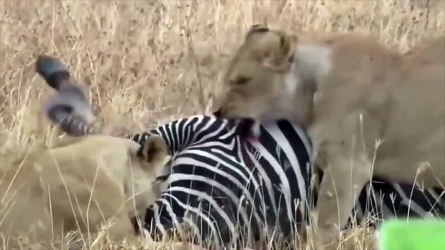Amazing Skill Of Lion When Hunting Zebra - Zebra Try To Escape But Fail - Lion Vs Zebra Real Fight
