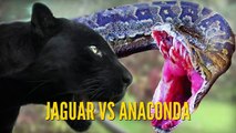 Anaconda VS Jaguar Best animals fights  with wild 2016 animals lion tiger bear attack