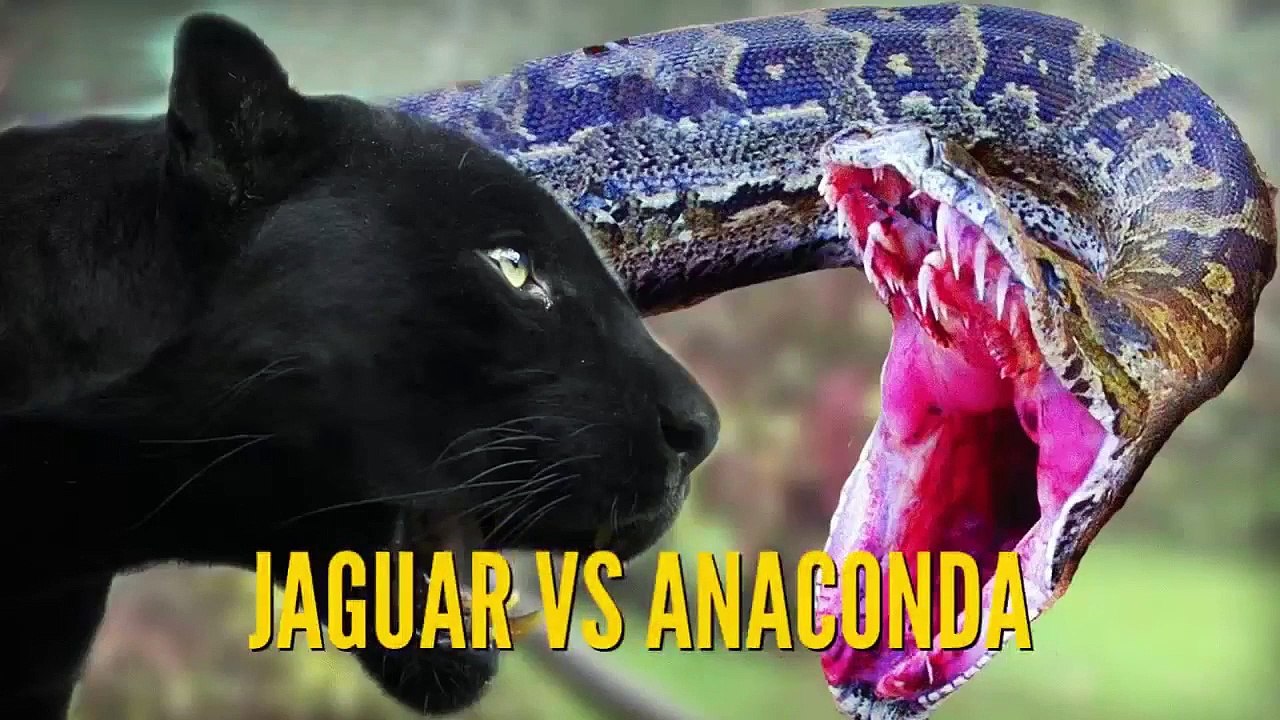 Anaconda VS Jaguar Best animals fights  with wild 2016 animals lion tiger bear attack