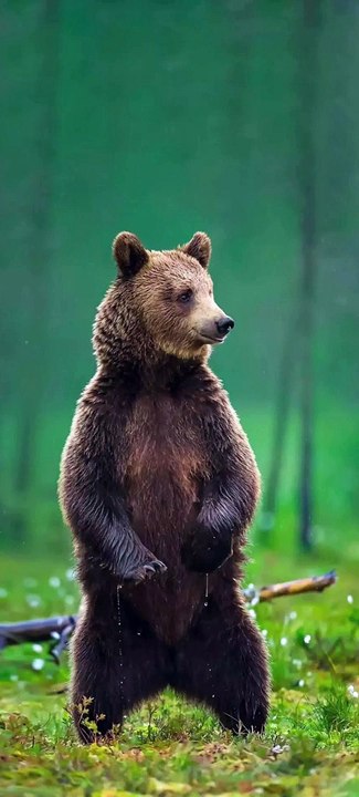 Animal Fight   Two giant Brown Bears Fighting #brownbear #shorts #shortvideo #animal