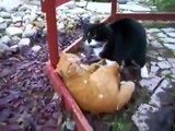 Animal World Cat fights extreme nature Best animals fights  with wild 2016 animals lion tiger bear a