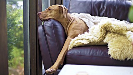 baby dogs - cute and funny dog videos compilation