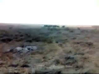 Best animals fights  with wild animals 2016 lion tiger bear attack Fight Lions Attack a Buffalo