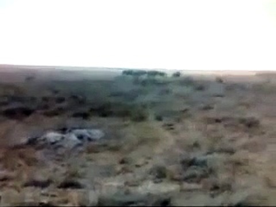 Best animals fights  with wild animals 2016 lion tiger bear attack Fight Lions Attack a Buffalo