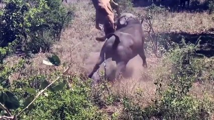 Big Battle Hippo vs Lion Scary Hippo Attack Lion! What Happens When Lion Confronts The Planet's