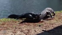 Crocodile vs Lion, Wildebeest, Leopard Fight Compilation - Crocodile is king swamp!