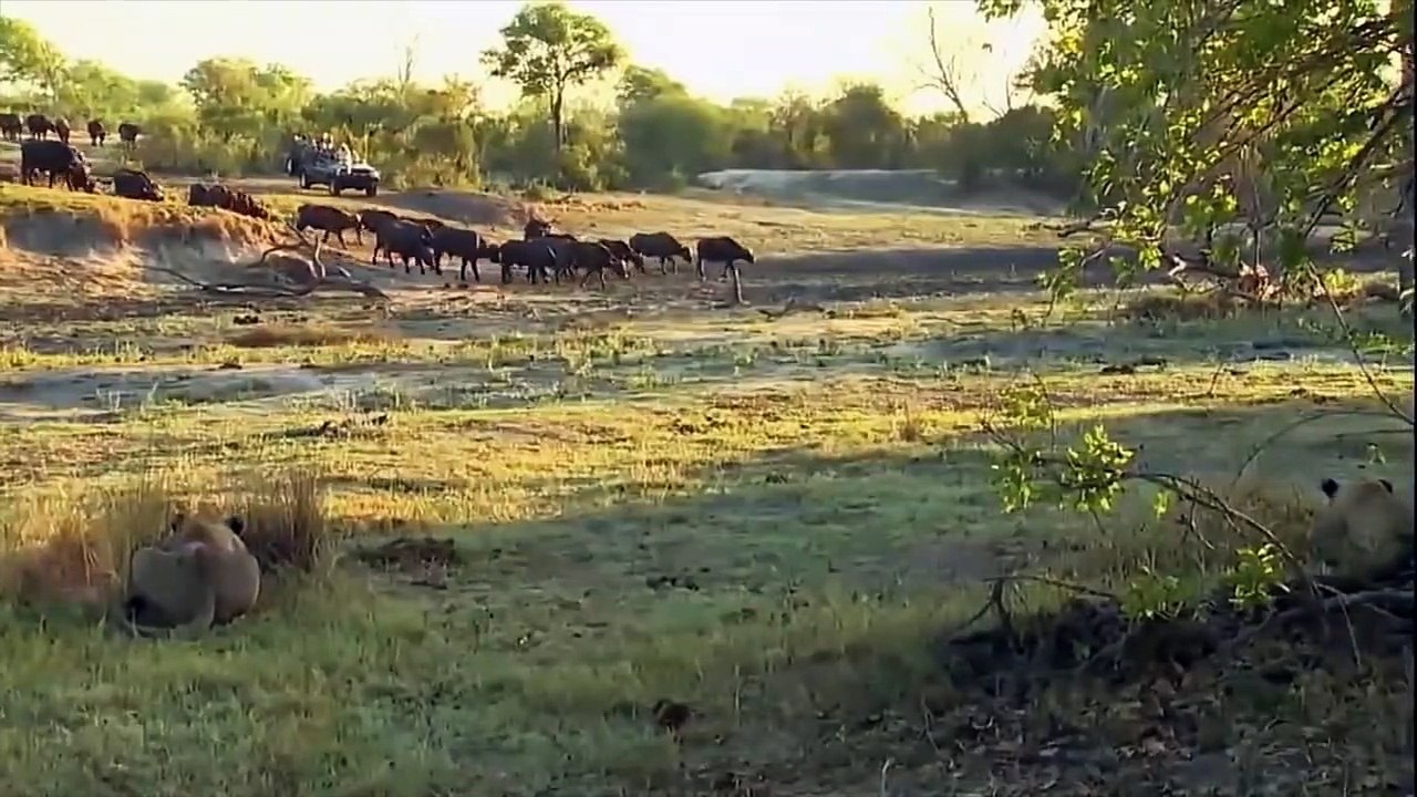 Gazelle Mother Trying Protect Her Children From The Eagle But Fail - Gazelle Vs Eagle Real Fight
