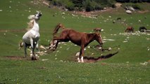 Horse  Kick !!! Animal Fight Club #shorts #funnyvideo #horse #fighting #kick #shorts #shortvideo