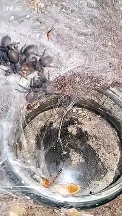 Une énorme araignée apporte le repas à ses petits... terrifiant