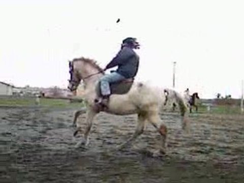Le carnaval de l'équitation avec les chevaux