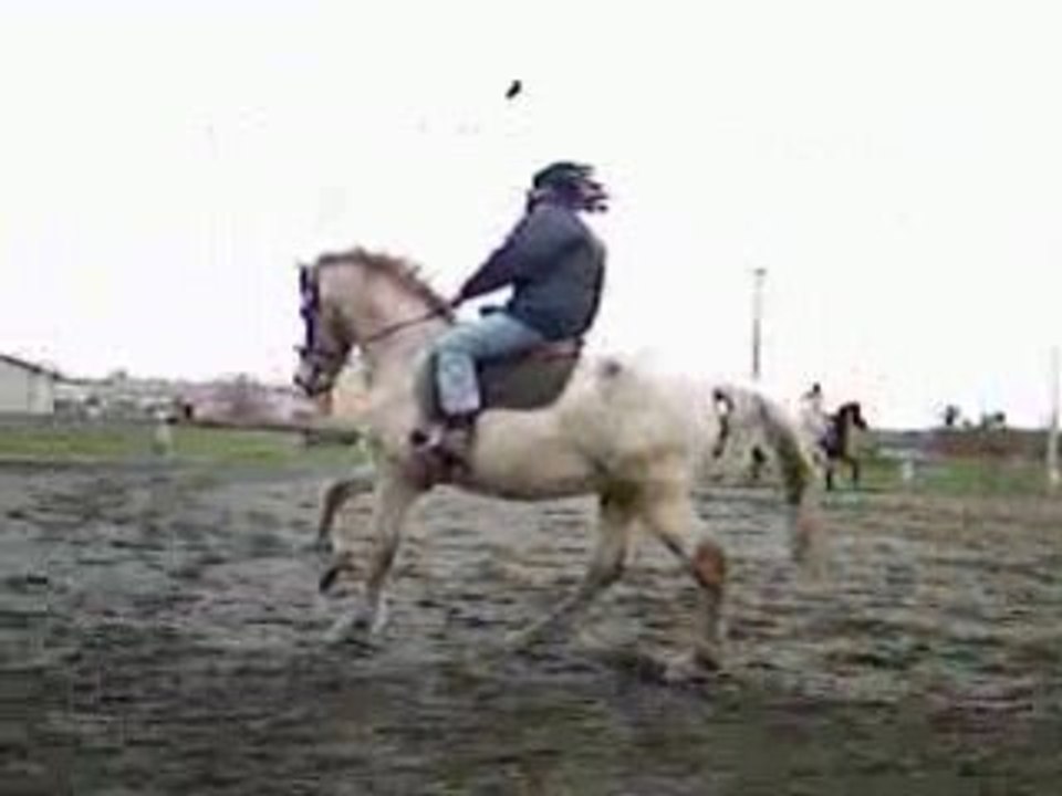 Le carnaval de l'équitation avec les chevaux