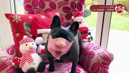 Funniest Ever Pets At Christmas For Help The Animals (06 Dec 2019)
