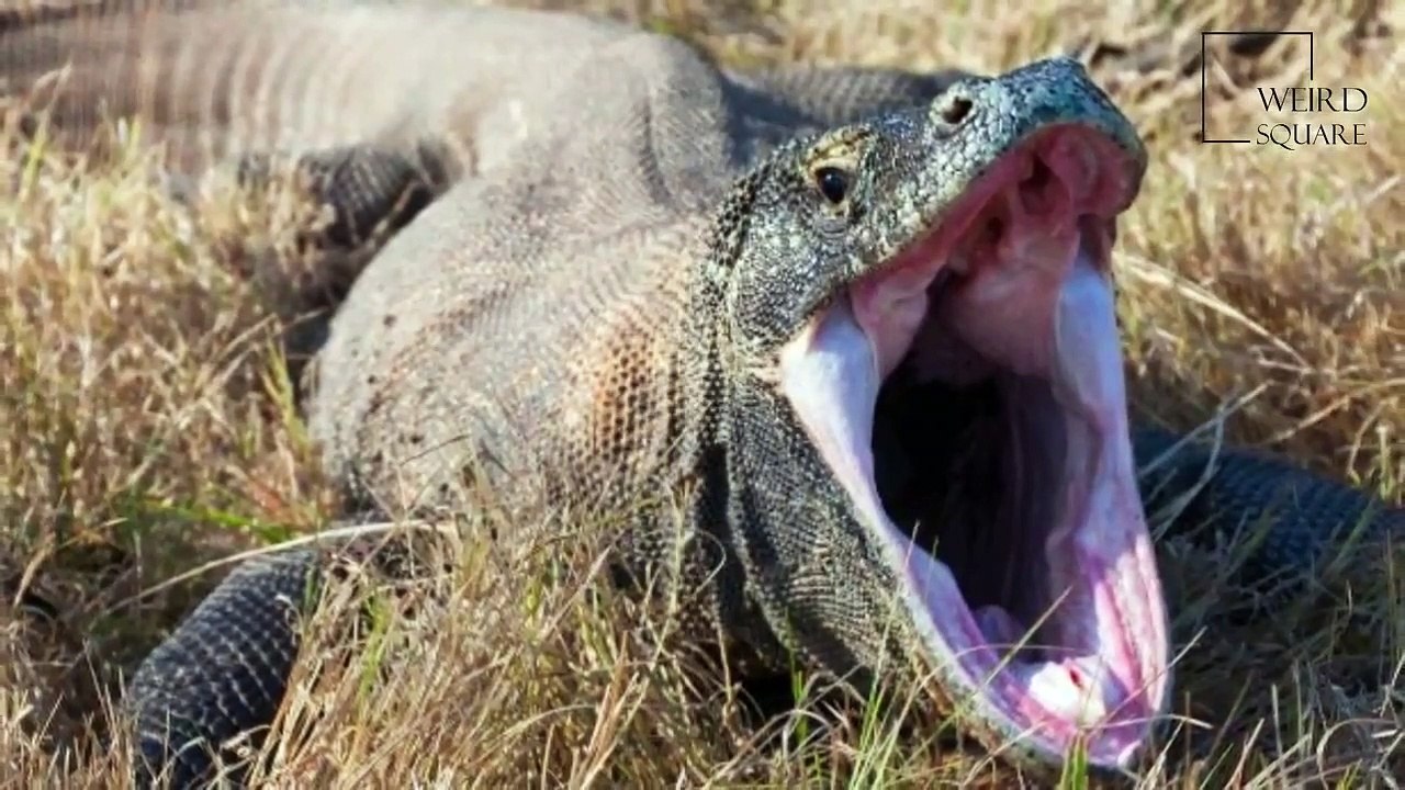 Interesting facts about dragon komodo by weird square