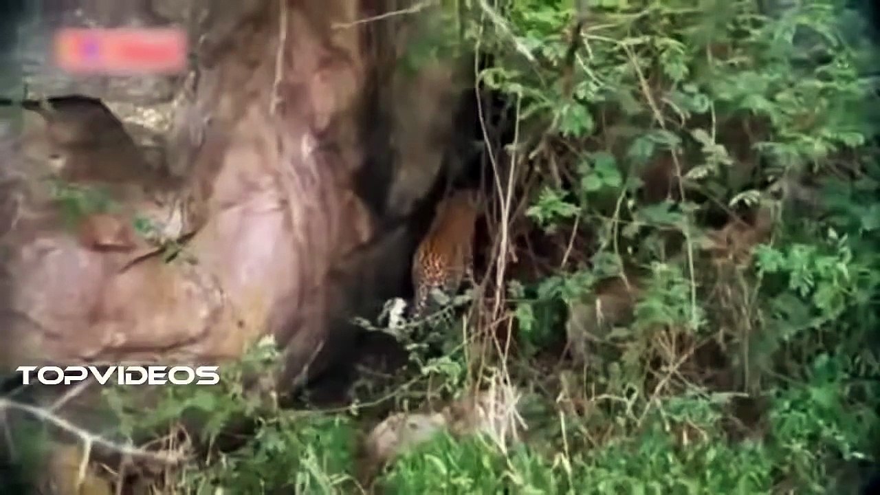Leopard Vs Giant Python Fight   Amazing Moment Caugh On Camera