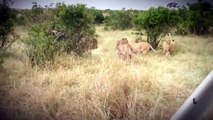 Lion vs Lioness Best animals fights  with wild 2016 animals lion tiger bear attack