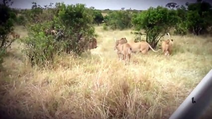 Lion vs Lioness Best animals fights  with wild 2016 animals lion tiger bear attack
