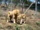 Lions Fight Lioness vs Lion Best animals fights  with wild 2016 animals lion tiger bear attack
