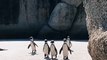 Penguins Walking Together Penguins are a group of aquatic flightless birds #shorts #penguin #shorts