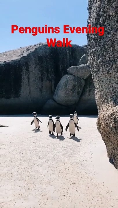 Penguins Walking Together Penguins are a group of aquatic flightless birds #shorts #penguin #shorts