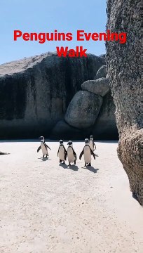 Penguins Walking Together Penguins are a group of aquatic flightless birds #shorts #penguin #shorts