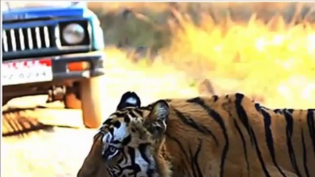 Tiger Vs Lion Best animals fights with wild 2016 animals lion tiger bear attack fight
