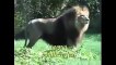 Tiger Vs Lion Best animals fights  with wild 2016 animals lion tiger bear attack fight