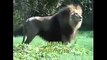 Tiger Vs Lion Best animals fights  with wild 2016 animals lion tiger bear attack fight