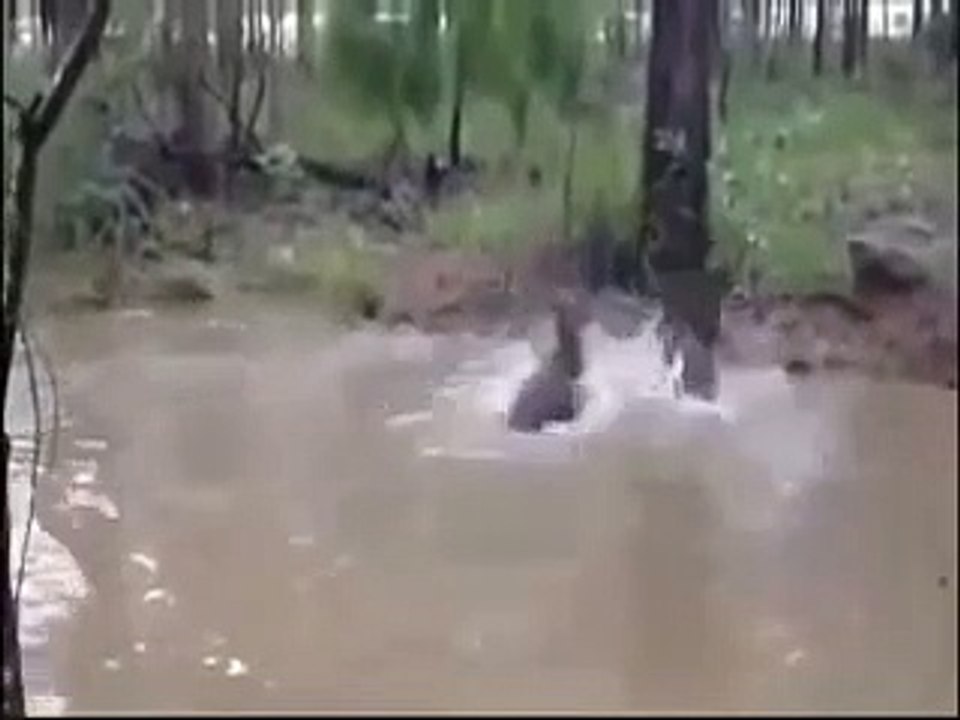 Tiger Vs Lion Best animals fights  with wild 2016 animals LOL