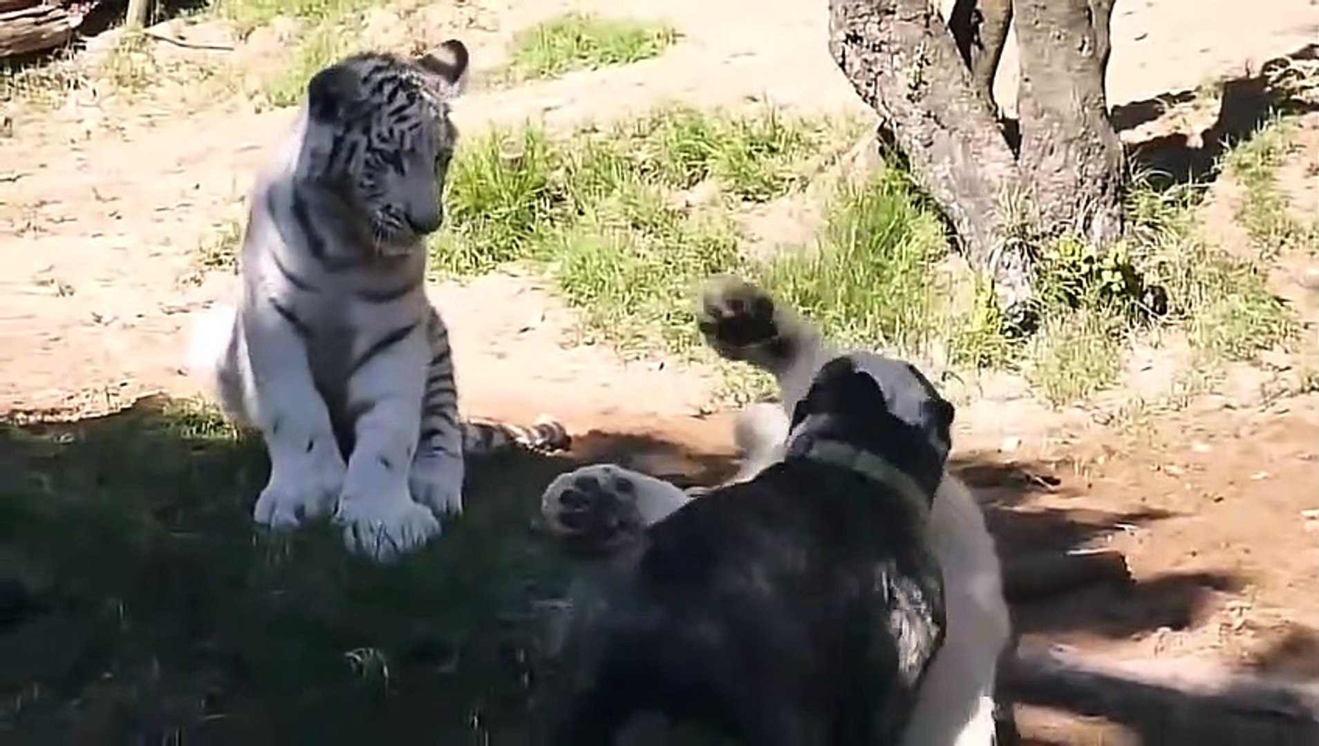 Tiger Vs LionBest animals fights with wild 2016 animals lion tiger bear -  video Dailymotion