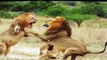 Top 5 Animals Fight Best animals fights  with wild 2016 animals lion tiger bear attack