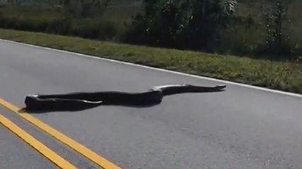 Massive python spotted crossing road in Florida’s Everglades