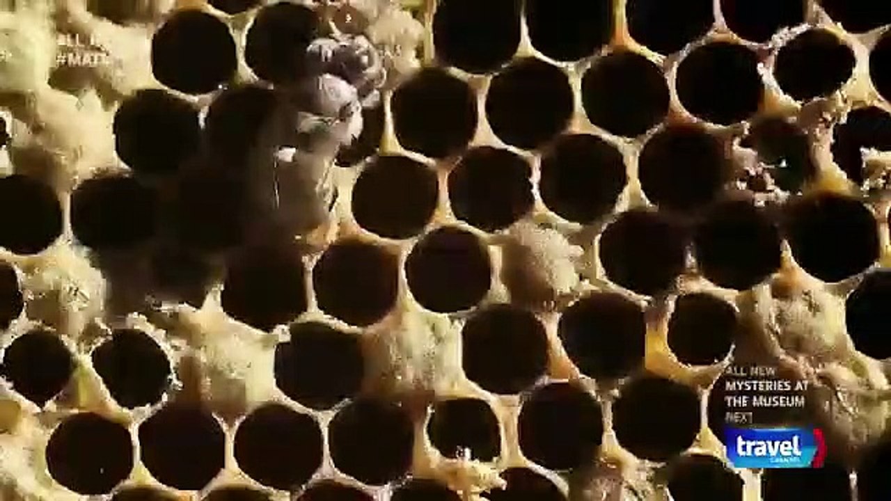 Mysteries at the Museum - Se19 - Ep15 - Leonardo's Parachute, School Children's Blizzard and Muddy Discovery HD Watch