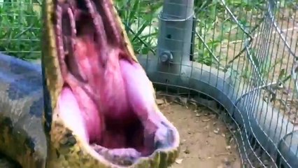Anaconda Enters Pig Pen  Eats Pig