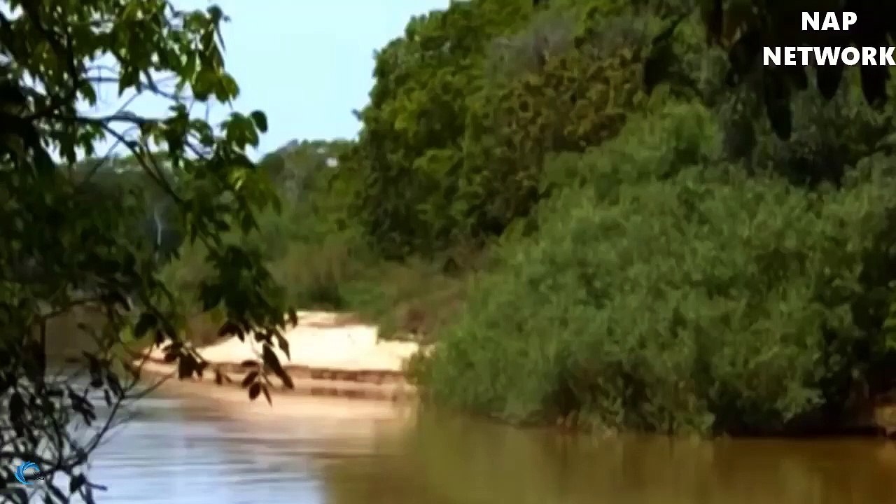 Big Cat Powerful Become Prey Of The Giant Anaconda   Wild Animal Attacks