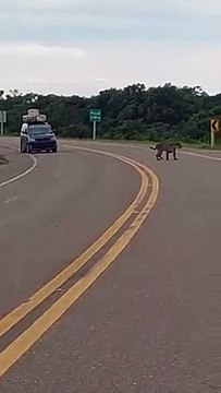 Video: Un jaguar es visto en la carretera que conecta a Trinidad con San Ignacio de Moxos