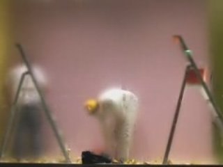 THEMOVIEOFTHEYEAR 17 mars 2008